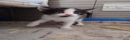 Mixed Breed cats for sale: Friendly Farm Kittens - Advert 11
