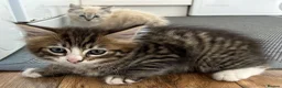 Mixed Breed cats for sale: Ragdoll - Mixed - Advert 7