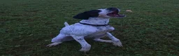 Pointer dogs for adoption: Jasper is looking for his forever home  - Advert 5