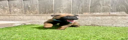 Belgian Shepherd Dog dogs for sale: KC Belgian Malinois Puppys for sale - Advert 4