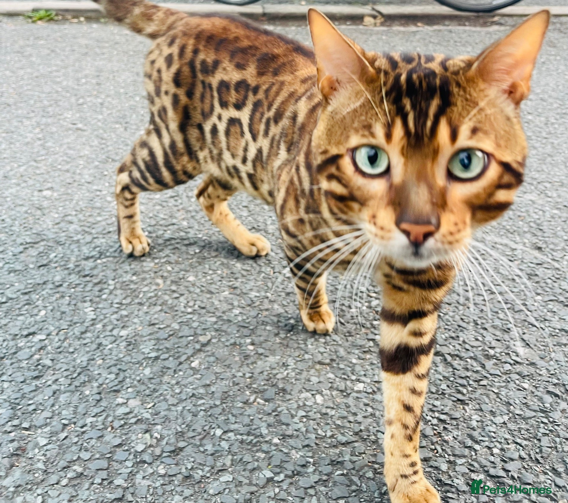 Bengal cats Bengal cat stud  - Advert 2