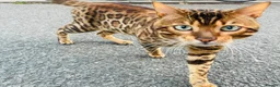 Bengal cats for stud: Bengal cat stud  in Manchester - Advert 1