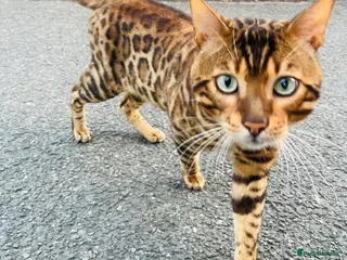 Bengal cats Bengal cat stud - Advert 2