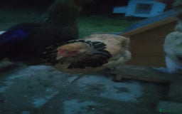 Chickens poultry for sale: Buff Sussex hen for sale for £30 - Image 1