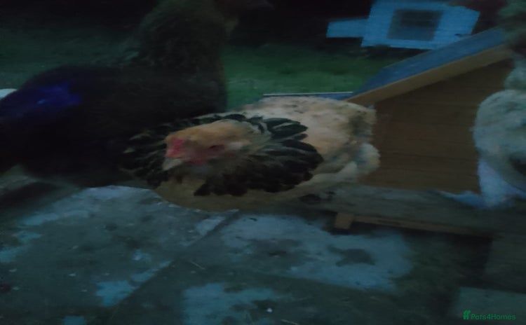 Chickens poultry - Advert 3