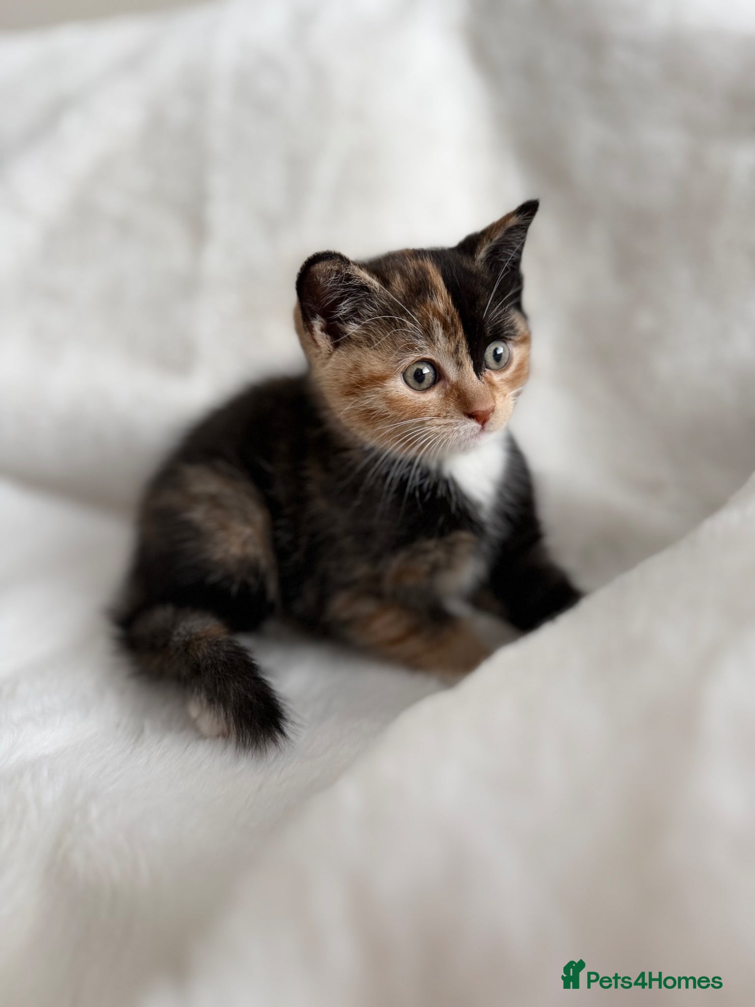 Mixed Breed cats Beautiful kittens looking for a new home - Advert 1