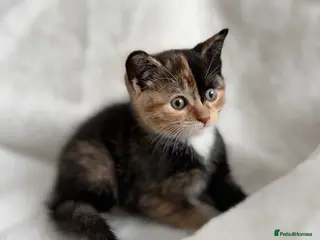 Mixed Breed cats Beautiful kittens looking for a new home - Advert 1