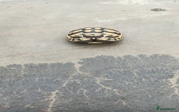Hermann Tortoise reptiles for sale: 5 Spur Thighed Tortoises  - Image 6