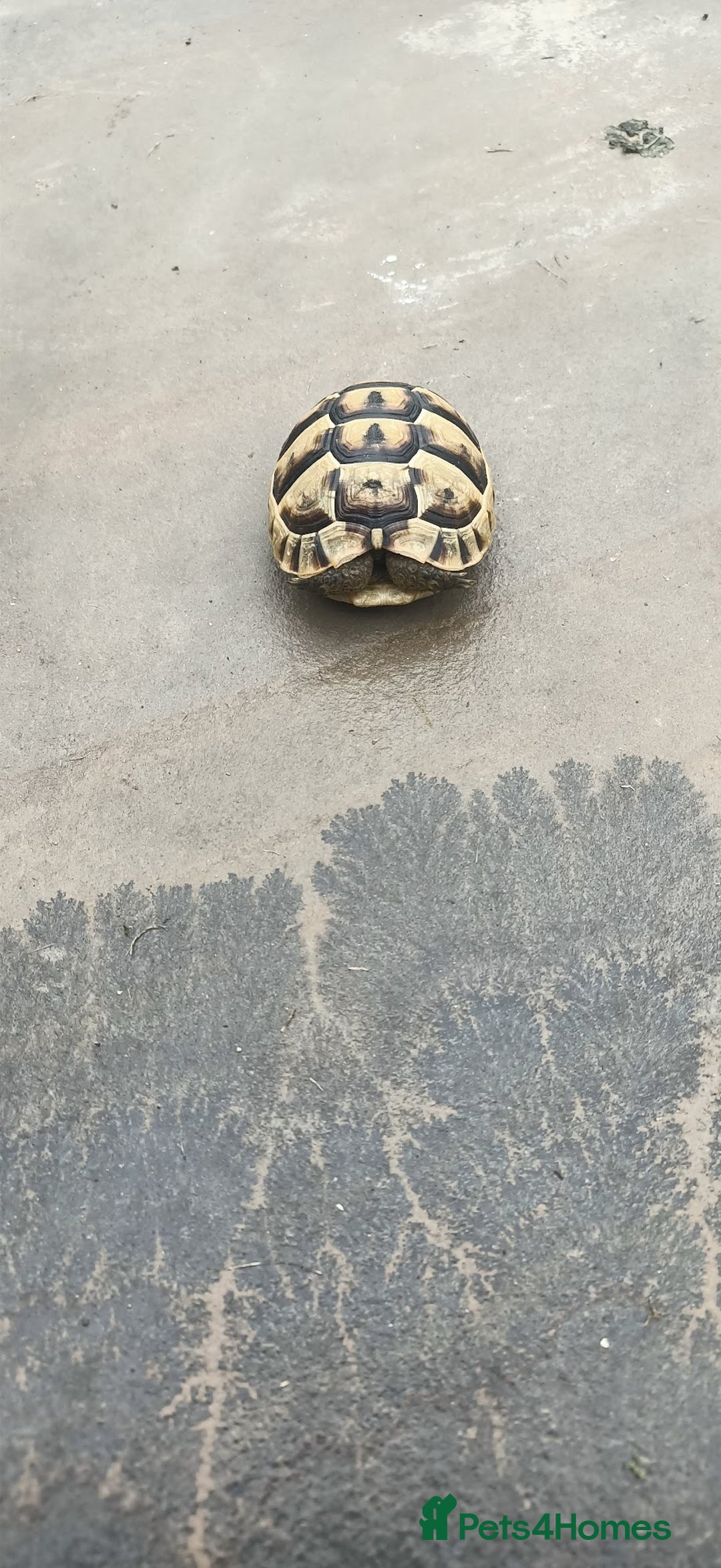Hermann Tortoise reptiles for sale: 5 Spur Thighed Tortoises  - Image 6