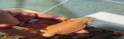 Bearded Dragon reptiles for sale: Bearded dragon babies - red monster line  - Advert 6