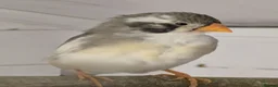 Finches birds for sale: zebra finches males and females read description  in Barnsley - Advert 2