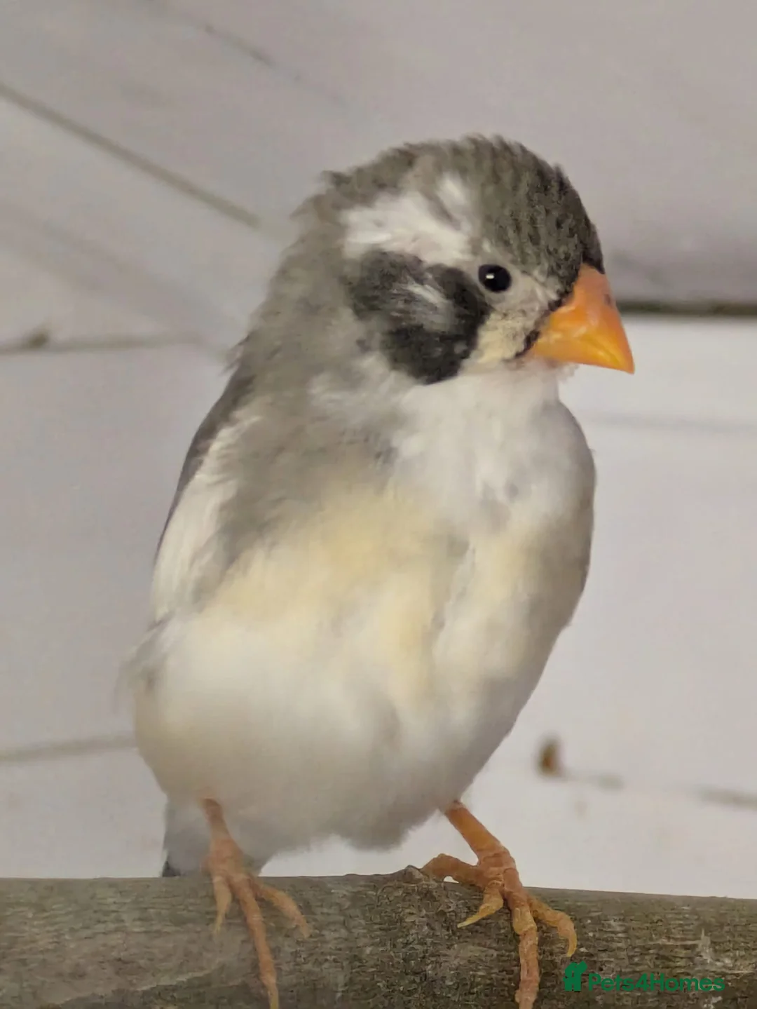 Finches birds for sale: zebra finches males and females read description  in Barnsley - Advert 2