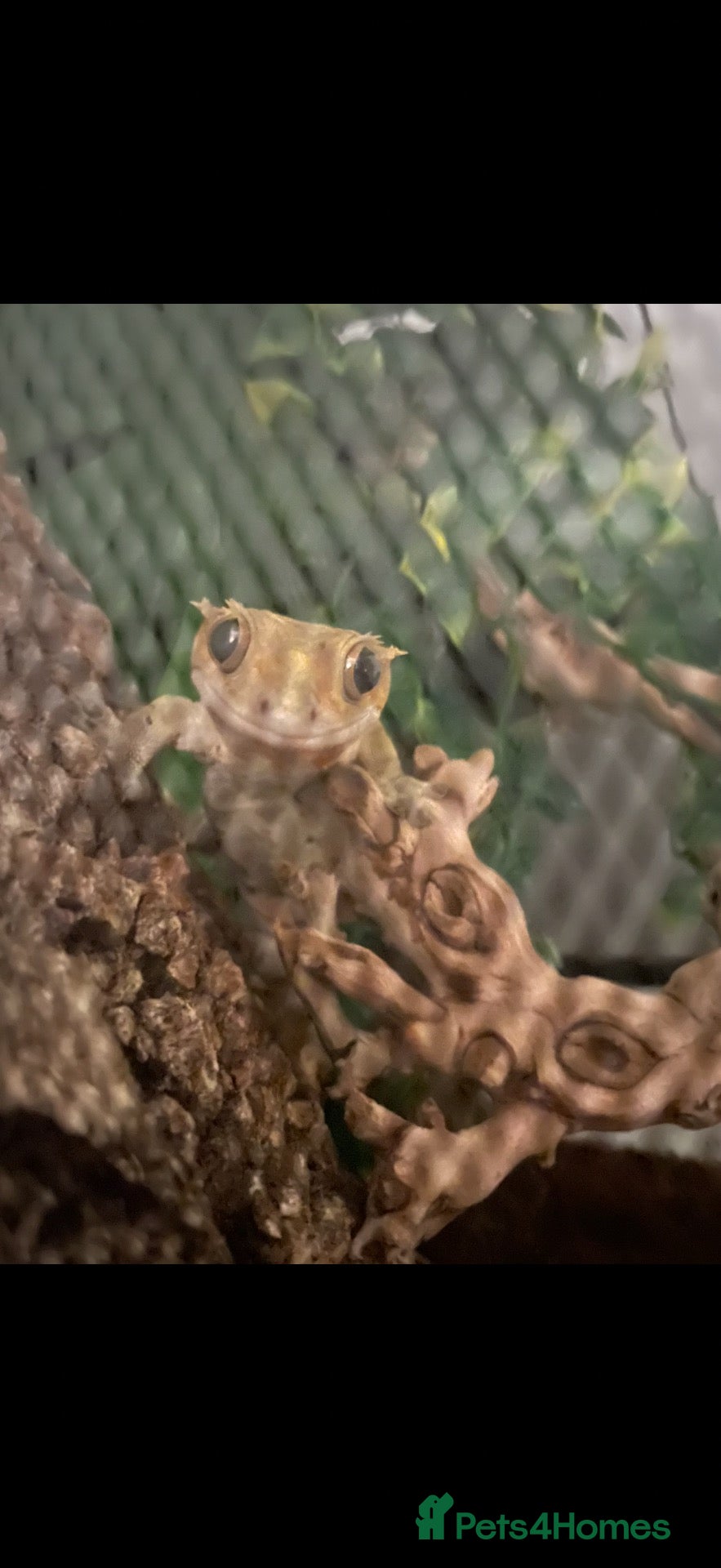Gecko reptiles Crested Gecko - Advert 2