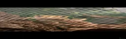 Gecko reptiles for sale: Crested Gecko in Pontypridd - Advert 1