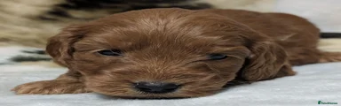 Cockapoo 8