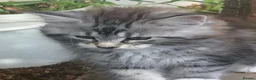 Maine Coon cats for sale: Stunning Maine Coon kittens ready for a new home. - Advert 13