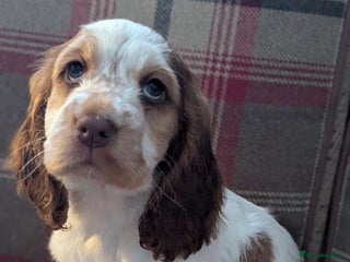 Cocker Spaniel dogs Show Type cocker spaniel puppies for sale - Advert 9