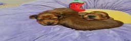 Miniature Dachshund dogs for sale: Pra clear-Beautiful miniature LG Dachshund pupps - Advert 24