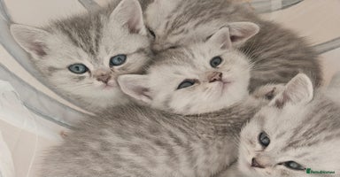 British Shorthair cats - Advert 16