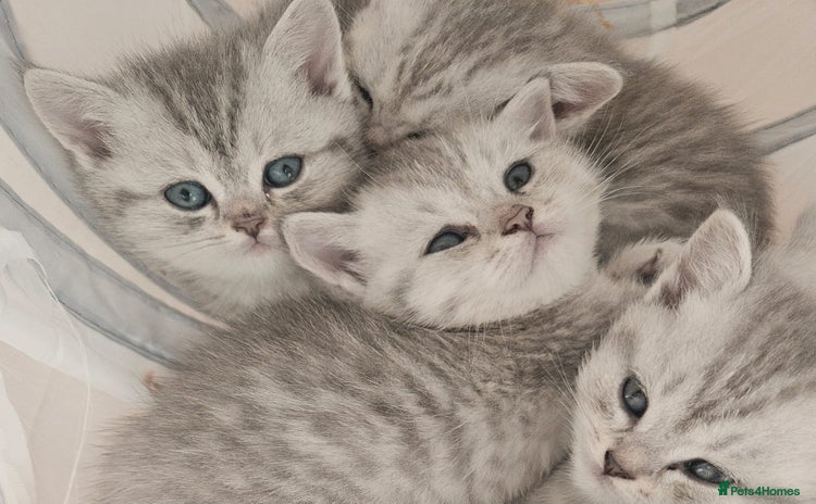 British Shorthair cats - Advert 7