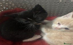 Mixed Breed cats for sale: Beautiful kittens READY NOW - Image 6
