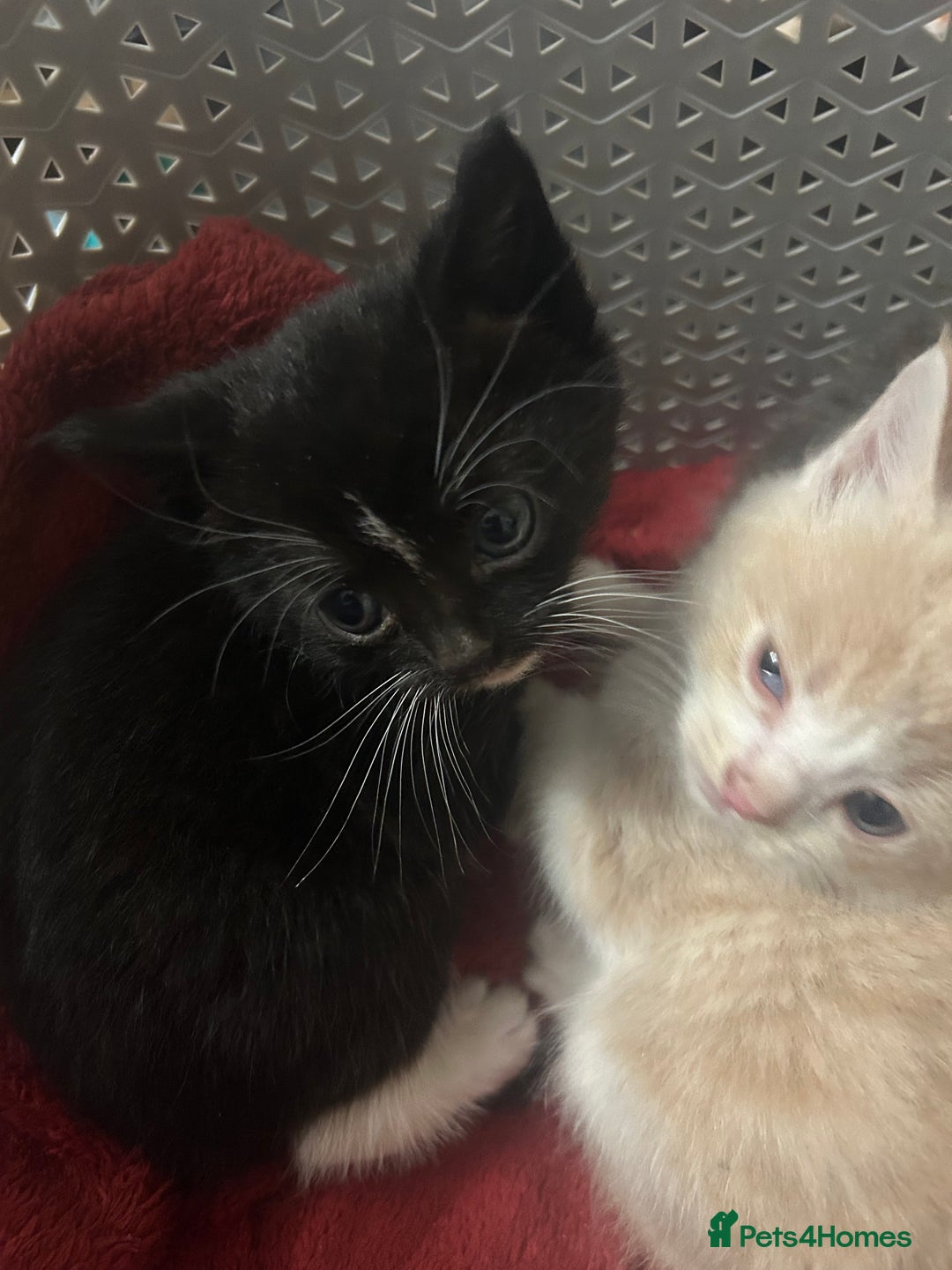 Mixed Breed cats for sale: Beautiful kittens READY NOW - Image 6