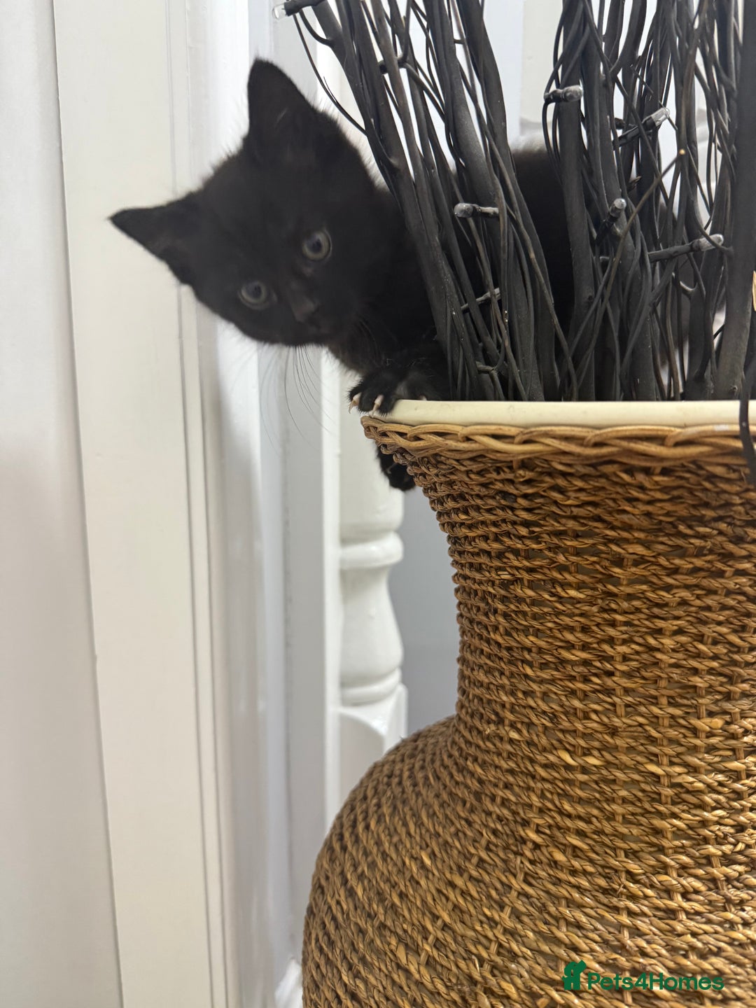 British Shorthair cats for sale: Beautiful British Shorthair kitten for sale  - Image 3