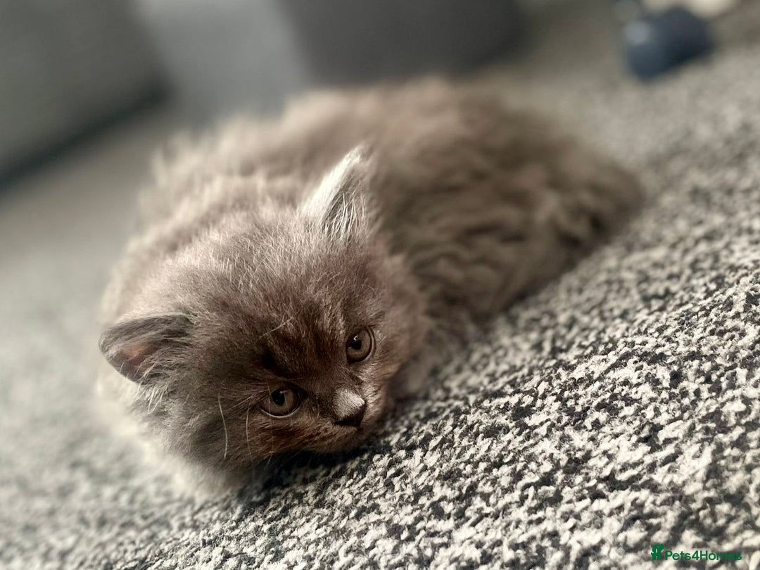British Shorthair cats for sale: 3 Gorgeous BSH kittens looking to be rehomed. - Image 5