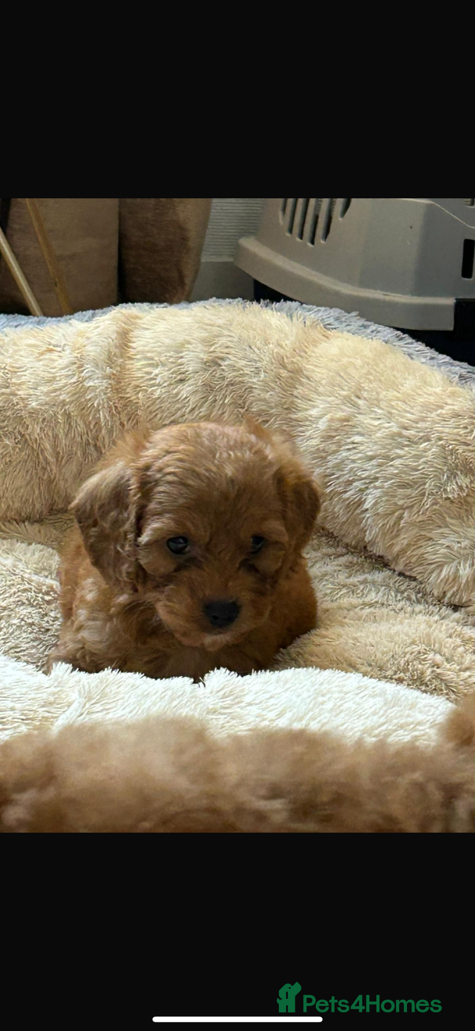 Cockapoo dogs for sale: Cockapoo puppies in Aberdeen - Advert 18