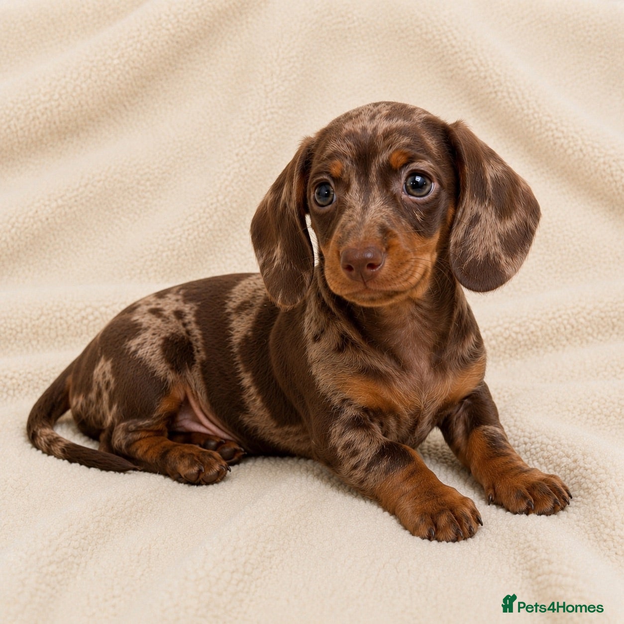 Miniature Dachshund dogs Miniature Dachshund Pups LICENSED BREEDER - Advert 1
