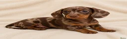 Miniature Dachshund dogs for sale: Miniature Dachshund Pups LICENSED BREEDER - Advert 1