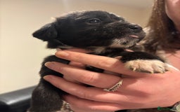 Mixed Breed dogs for sale: Lab/cockapoo cross - Image 8