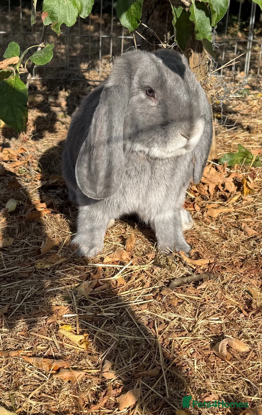 French Lop rabbits for sale: Stunning blue fox buck French lop - Advert 4