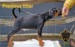 Dobermann dogs for sale: 🐾 Upcoming Dobermann Litter – Due 24th October 🐾 - Image 2