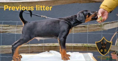 Dobermann dogs - Advert 13