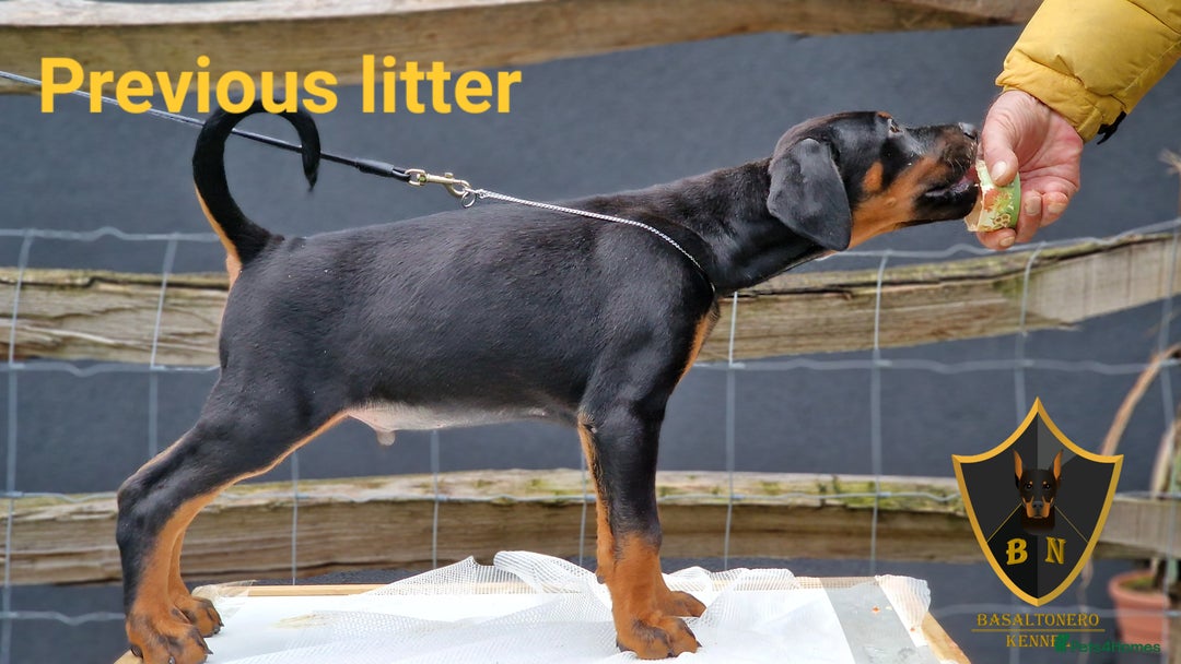 Dobermann dogs for sale: 🐾 Upcoming Dobermann Litter – Due 24th October 🐾 - Image 2
