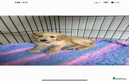Goldendoodle dogs for sale: ⭐️ F1 Outstanding Golden Doodles ⭐️ - Image 11
