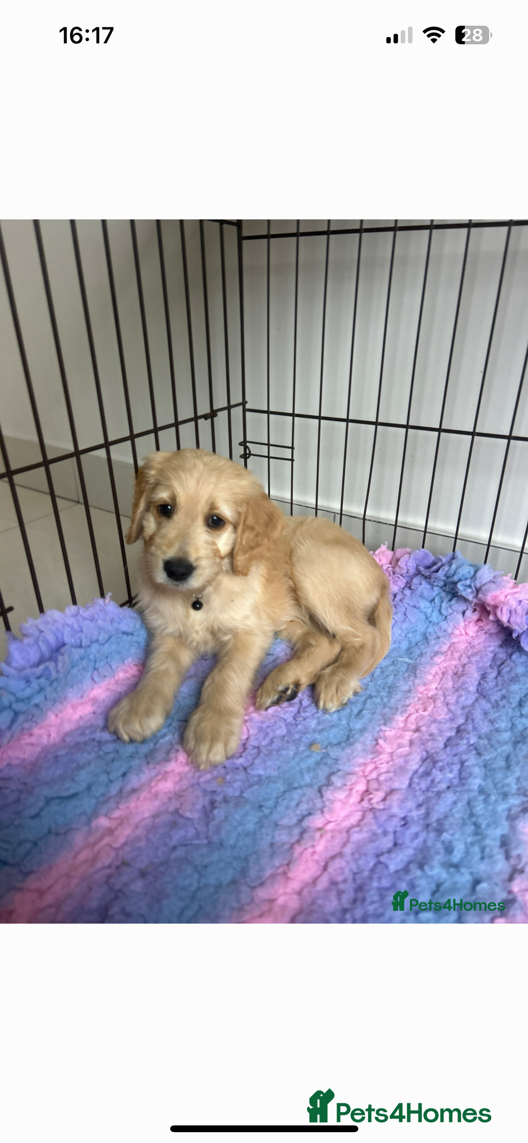 Goldendoodle dogs for sale: ⭐️ F1 Outstanding Golden Doodles ⭐️ - Image 11