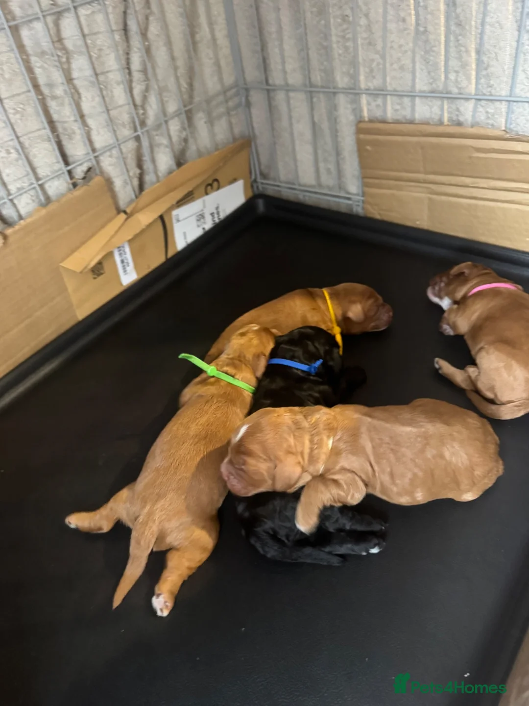 Cockapoo dogs for sale: Health tested parents beautiful cockapoos 😍 - Advert 2