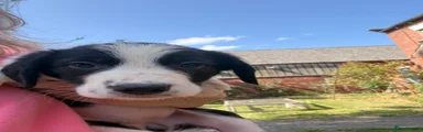Border Collie girl - 6