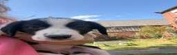 Border Collie dogs for sale: Border collie puppies  - Advert 9