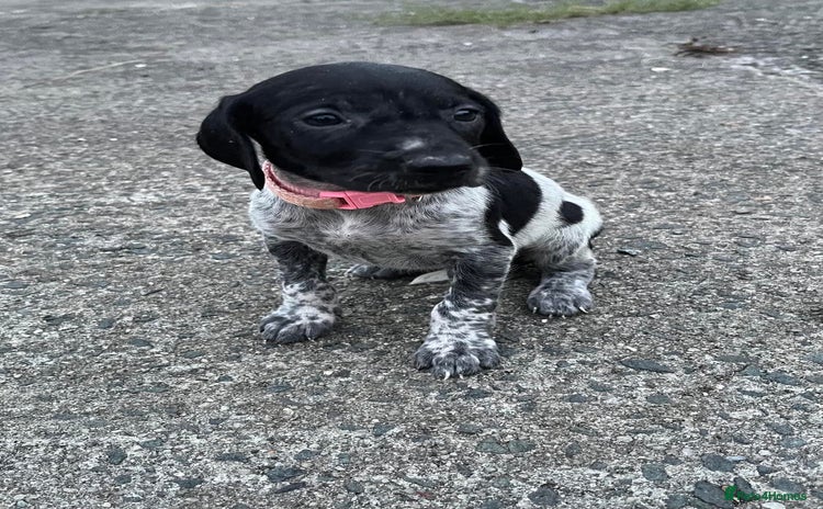 German Shorthaired Pointer dogs - Advert 1