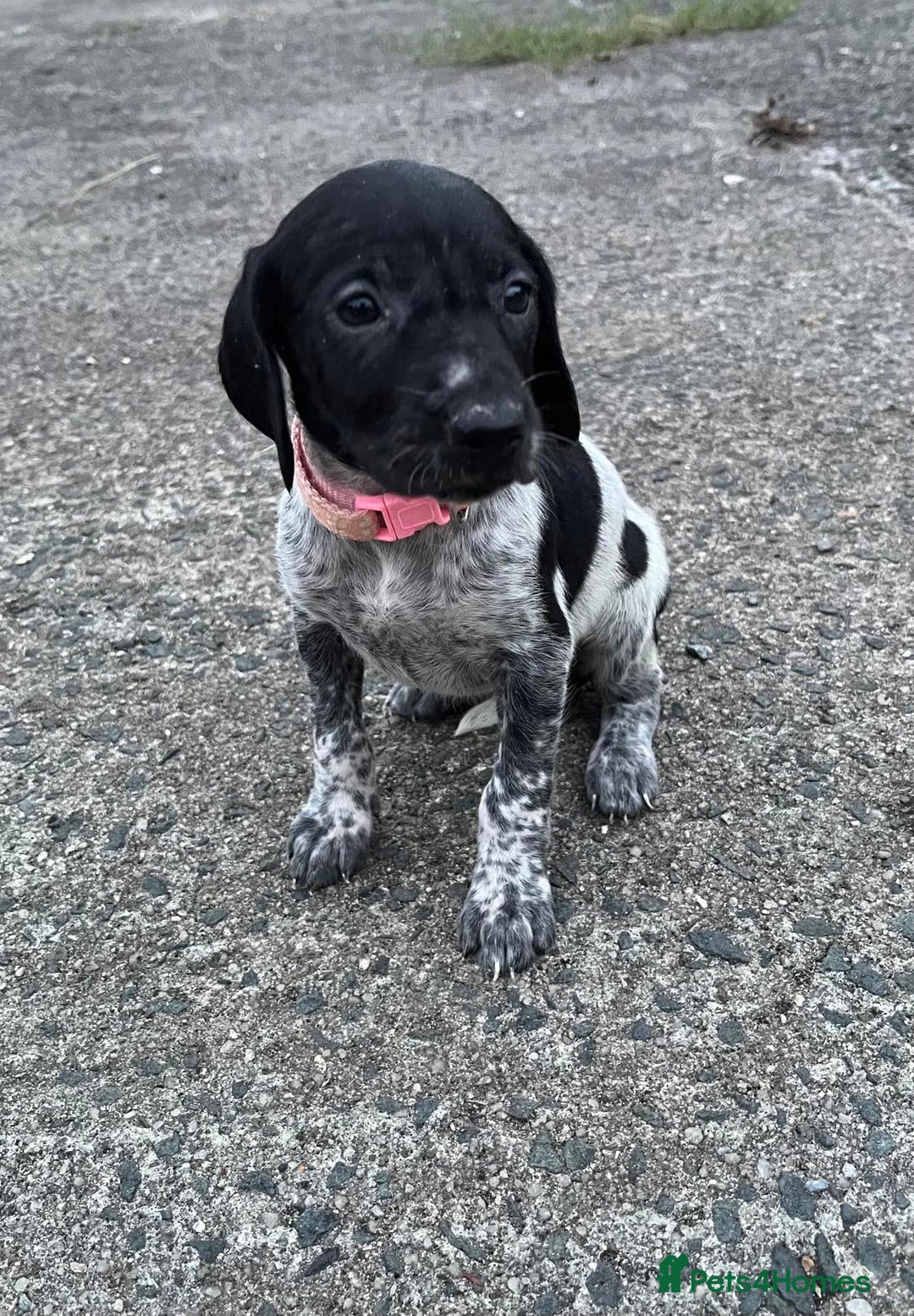 German Shorthaired Pointer dogs for sale: 3boys 3girls left ‼️Stunning Litter of GSP puppies - Image 13