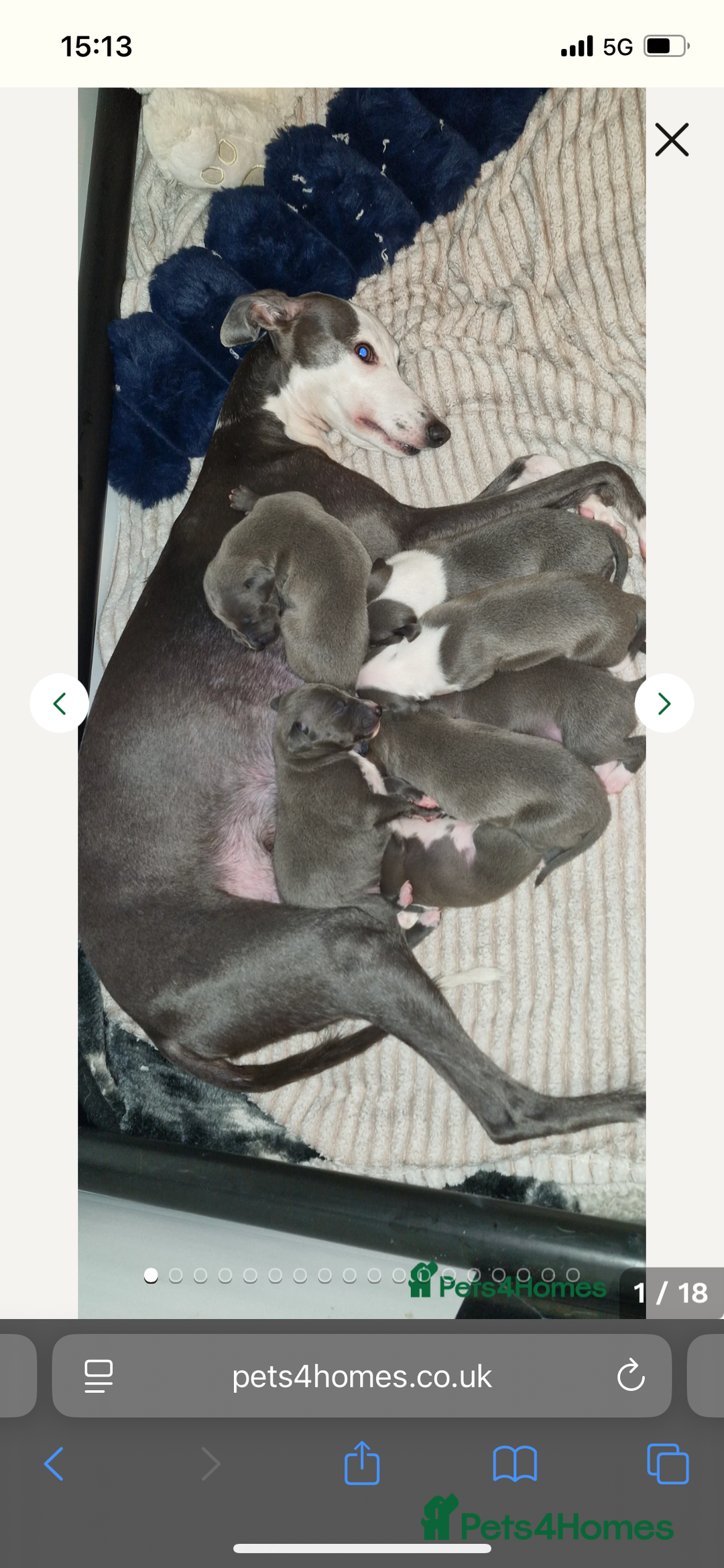 Mixed Breed dogs for sale: Beautiful Blue Whippet X Italian Grey Puppy - Advert 4