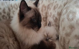 Ragdoll cats for sale: Ragdoll babies  - Image 5