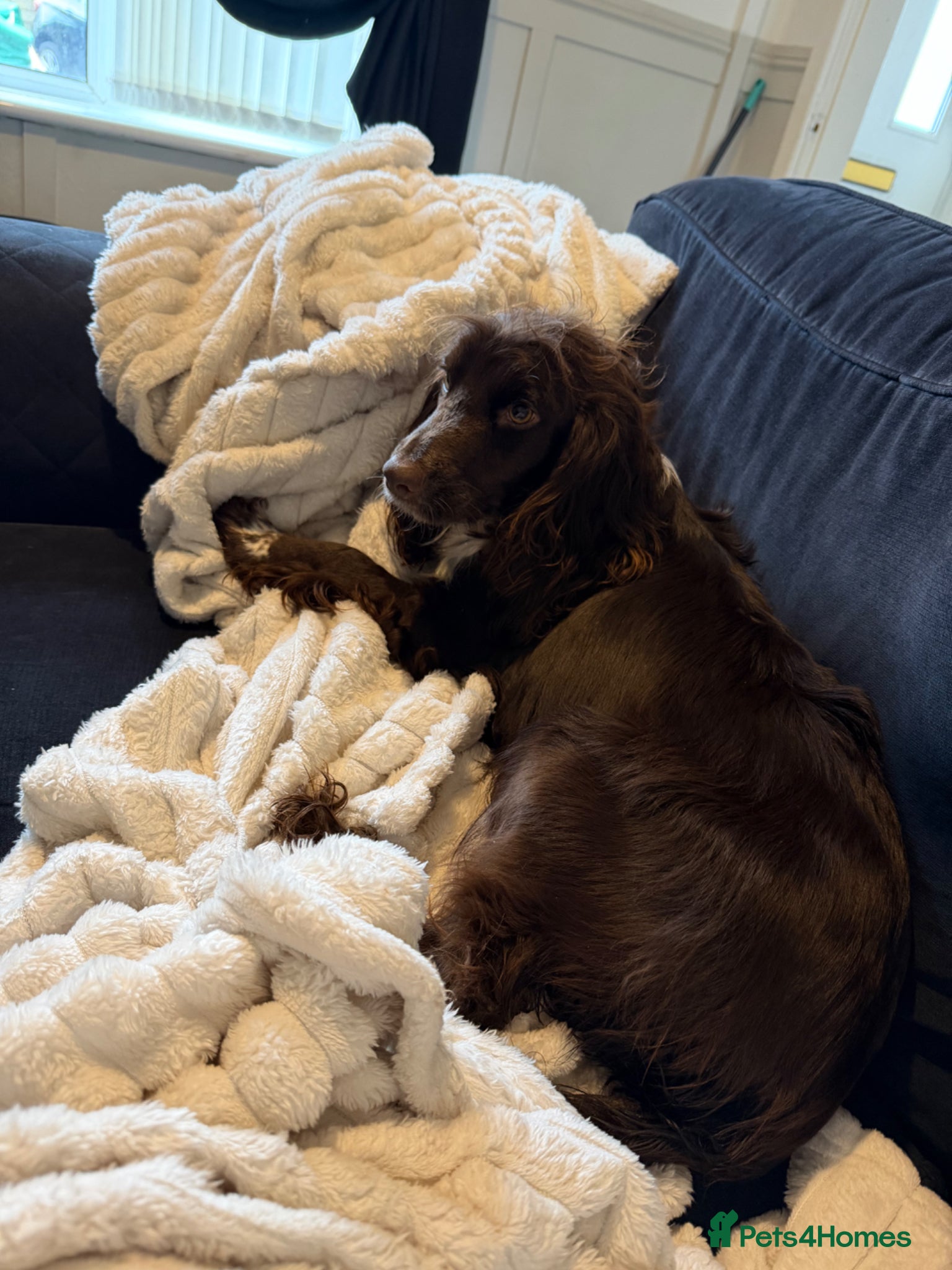 Cocker Spaniel dogs 4 Beautiful working cocker spaniel 😍 - Advert 2