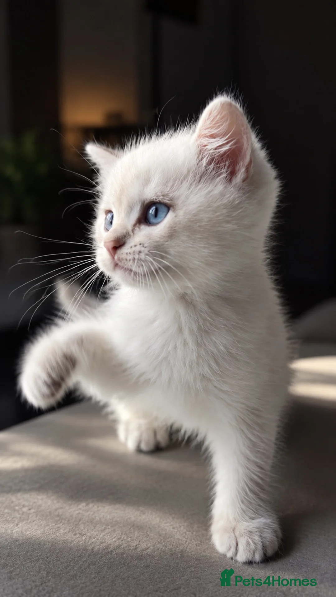 British Shorthair cats for sale: Beautiful Male British Shorthair Kitten - Advert 2