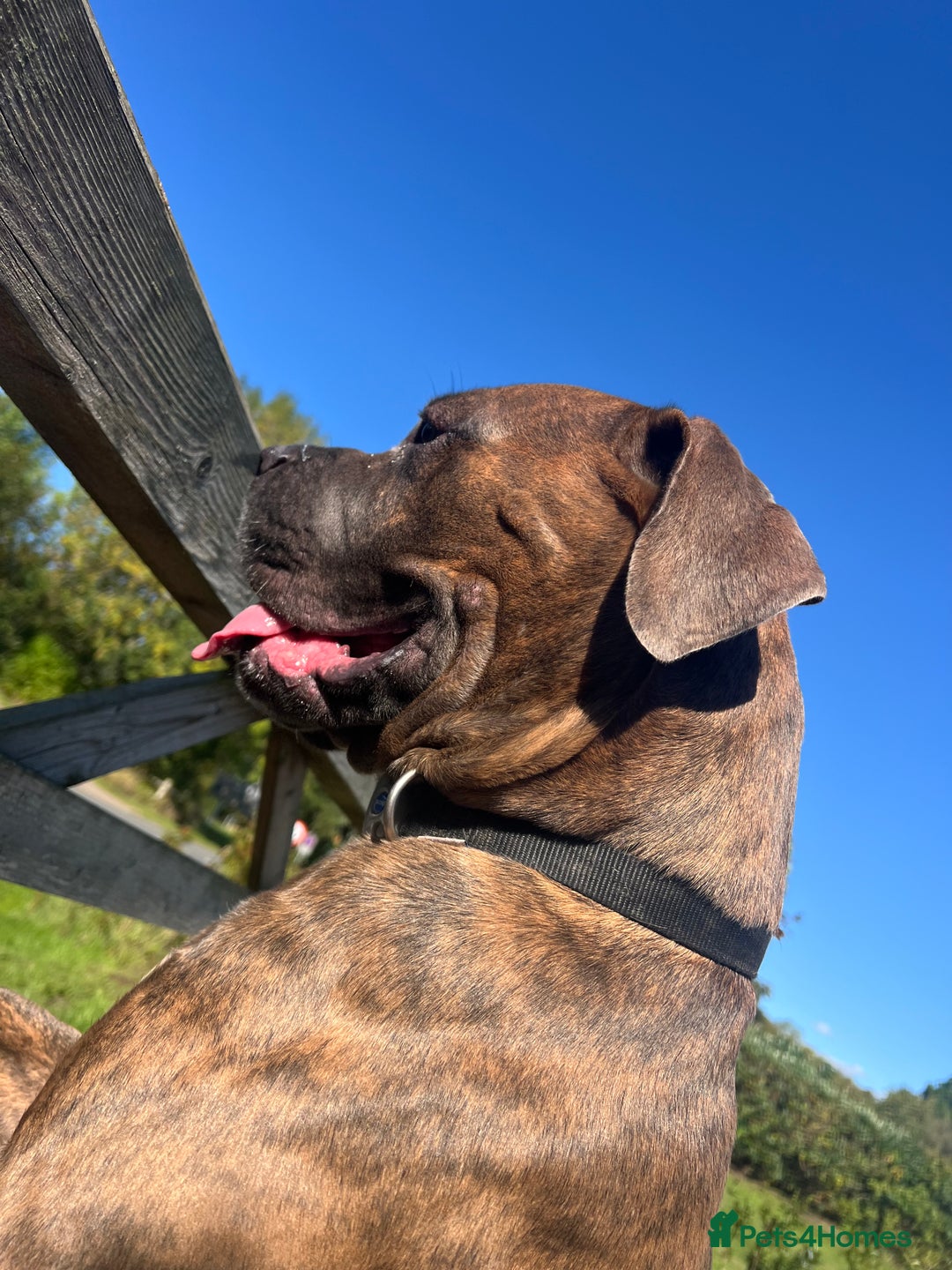 Cane Corso dogs for sale: 2 year old male cane corso  - Advert 4