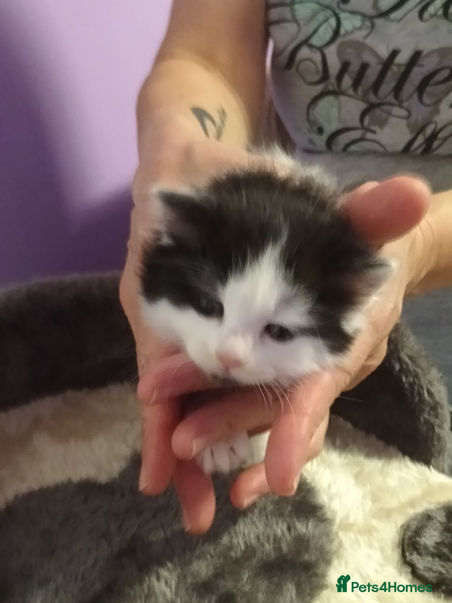 Turkish Angora cats Beautiful Turkish Angora Mix Kittens for sale - Advert 9