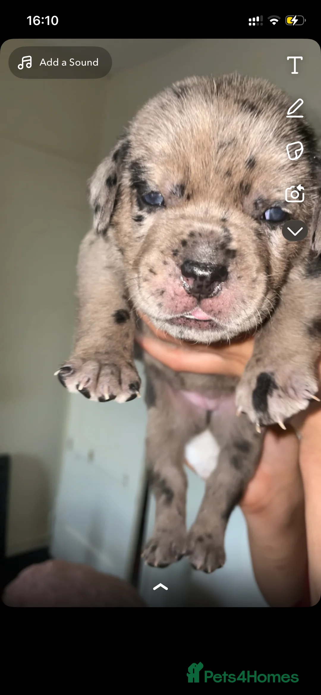 Mixed Breed dogs for sale: Cane corso x catahoula x bulldog mixbreed - Advert 3
